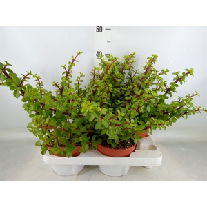 Portulacaria afra