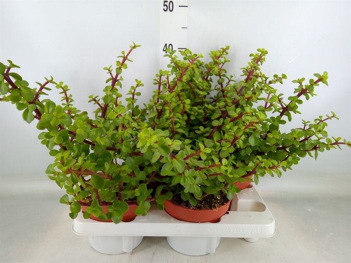 <h4>Portulacaria afra</h4>