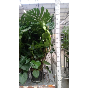 Monstera delic.