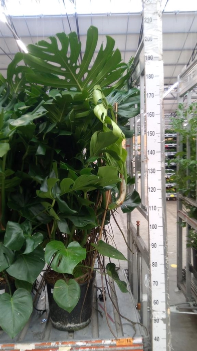 <h4>Monstera delic.</h4>