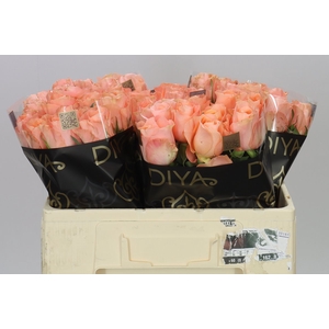 Rosa Gr Charming Reeva