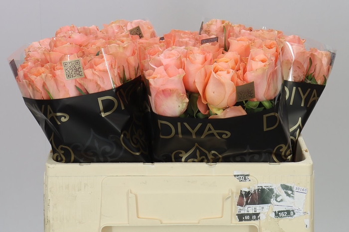 <h4>Rosa Gr Charming Reeva</h4>