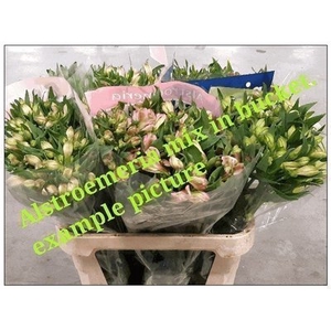 Alstroemeria mix in bucket