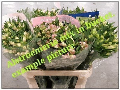 <h4>Alstroemeria mix in bucket</h4>