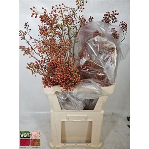 Rosa Corallo Orange Red