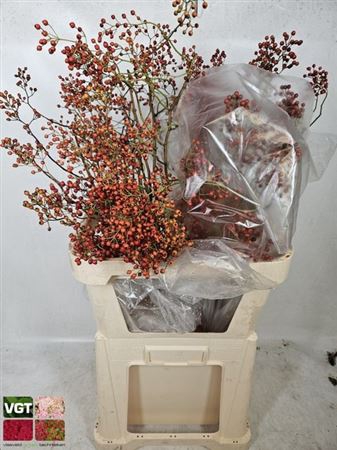 <h4>Rosa Corallo Orange Red</h4>