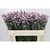 Aster Baby Pink Pearl