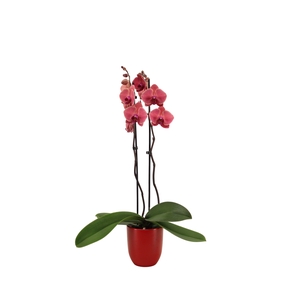 Hugo Wine Red Phal Rood 2T14+