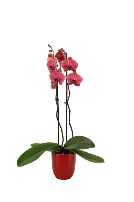 <h4>Hugo Wine Red Phal Rood 2T14+</h4>