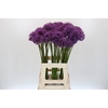 Allium Gladiator