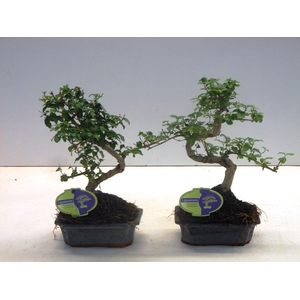 Ligustrum sinensis, 15cm., shape, without drip tray