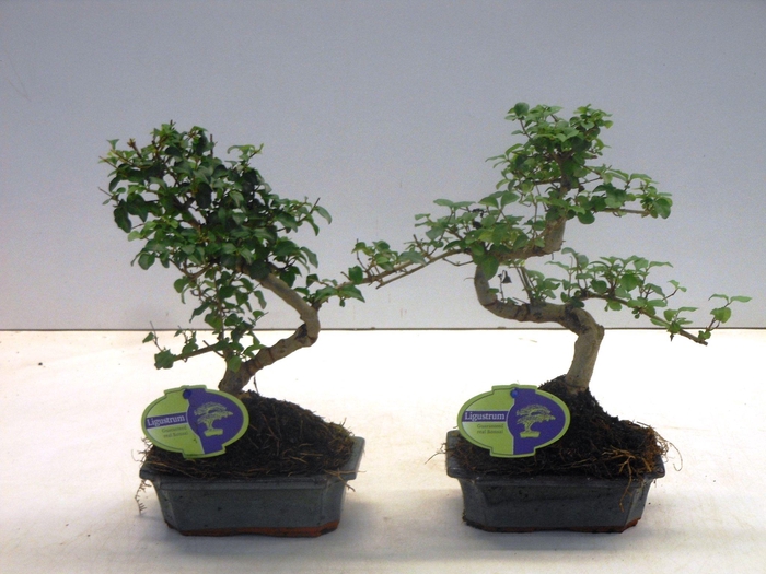 <h4>Ligustrum sinensis, 15cm., shape, without drip tray</h4>