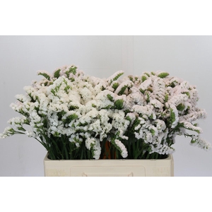 Limonium sinuatum 'Olga White'