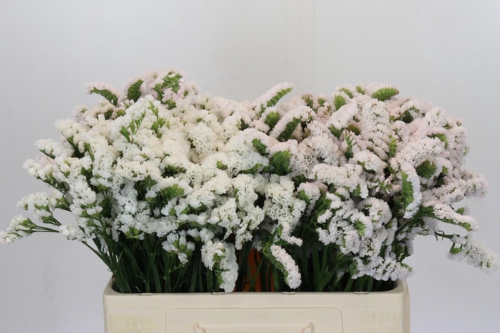 <h4>Limonium sinuatum 'Olga White'</h4>