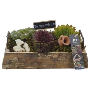 PTS7427 Arrangement Sempervivum in houten plateau