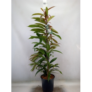 Ficus binn. 'Amstel King'