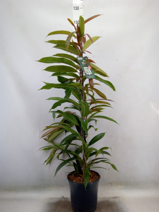 <h4>Ficus binn. 'Amstel King'</h4>
