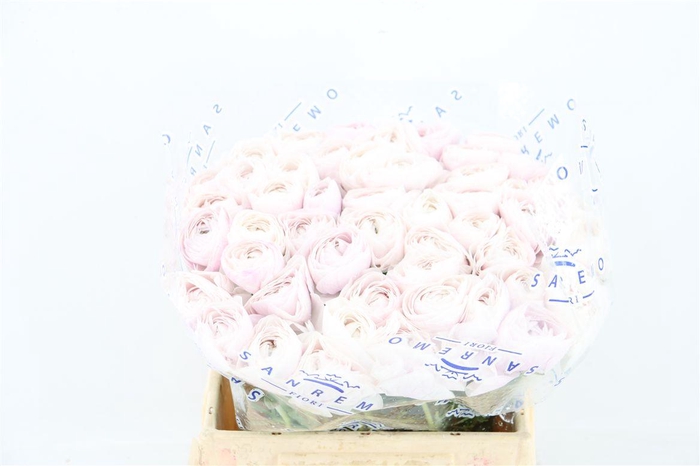 <h4>Ran Cloni Ex Nebbia</h4>