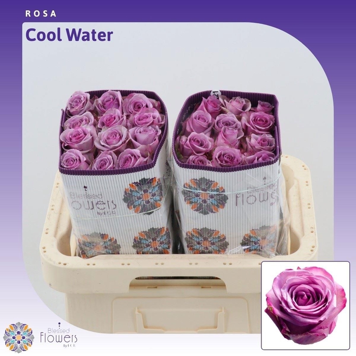 <h4>R GR COOL WATER!</h4>