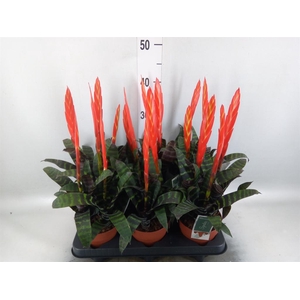 Vriesea  'Era'