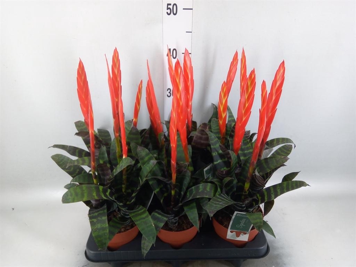 Vriesea  'Era'