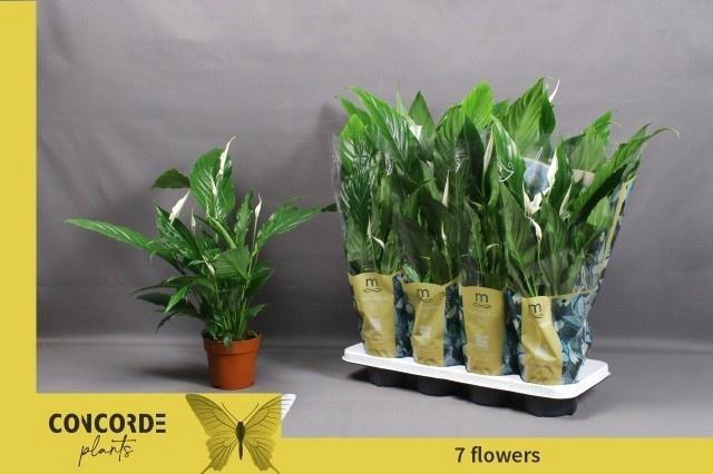 <h4>SPATH SWEET CHICO</h4>