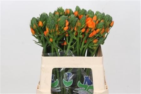 <h4>Ornithogalum Dubium Sunshine</h4>