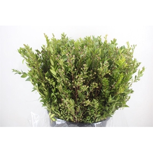 Myrthe Berry Blue P Bunch