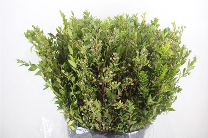 <h4>Myrthe Berry Blue P Bunch</h4>