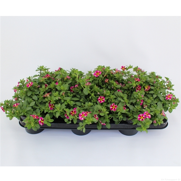 <h4>Calibrachoa Rave Pink</h4>