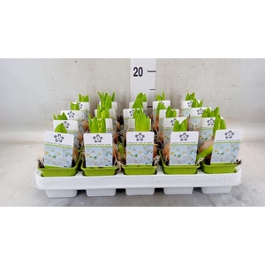 Hyacinthus orie. 'Pearl White'