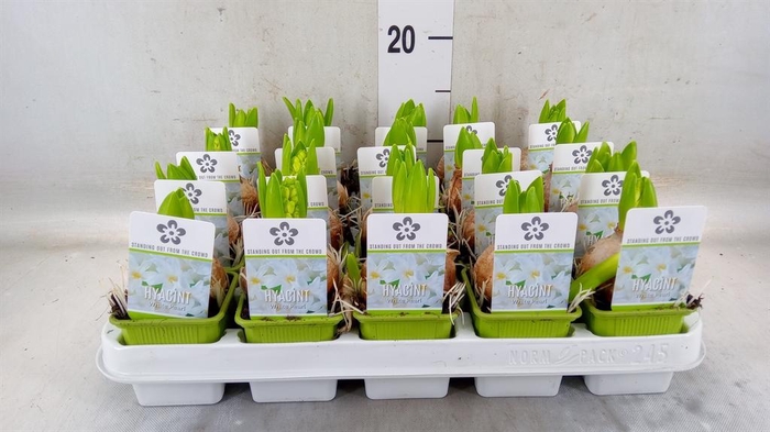 <h4>Hyacinthus orie. 'Pearl White'</h4>