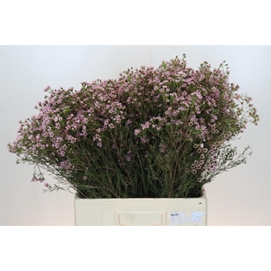 Chamelaucium Jupiter Solar