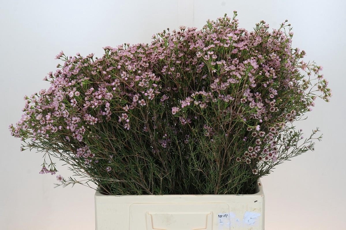 <h4>Chamelaucium Jupiter Solar</h4>