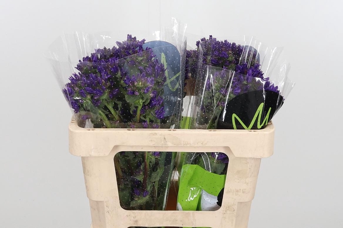 <h4>Camp Gl Benova Blue</h4>