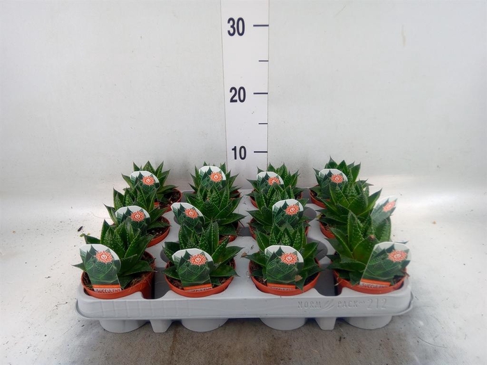 <h4>Aloe aristata 'Cosmo'</h4>