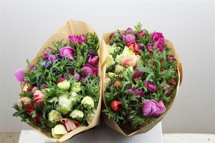 <h4>Anem Full Star Mix</h4>