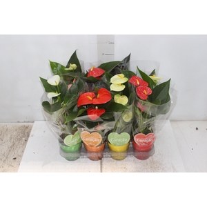 ANTHURIUM VARIADO P09