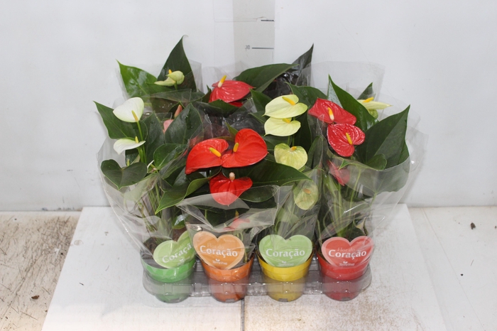 <h4>ANTHURIUM VARIADO P09</h4>