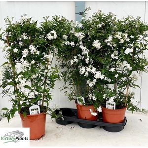SOLANUM JASMINOIDES