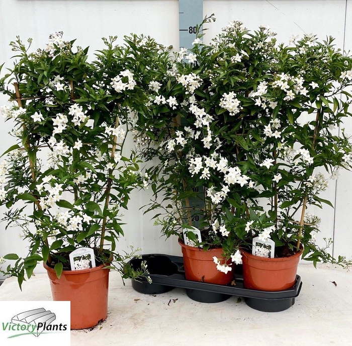 <h4>SOLANUM JASMINOIDES</h4>