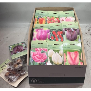 BLOEMBOL TULIPA