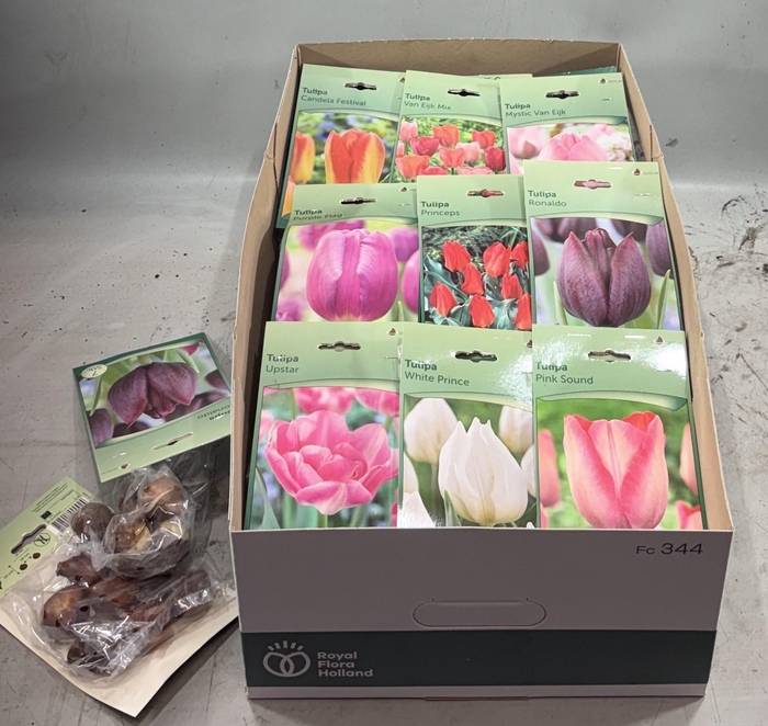 <h4>BLOEMBOL TULIPA</h4>