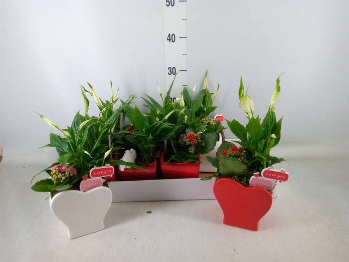 <h4>Arr.    Planten  L%</h4>