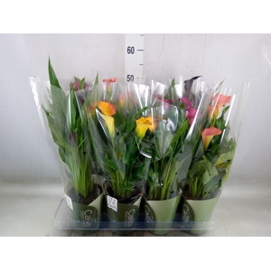 Zantedeschia   ...mix