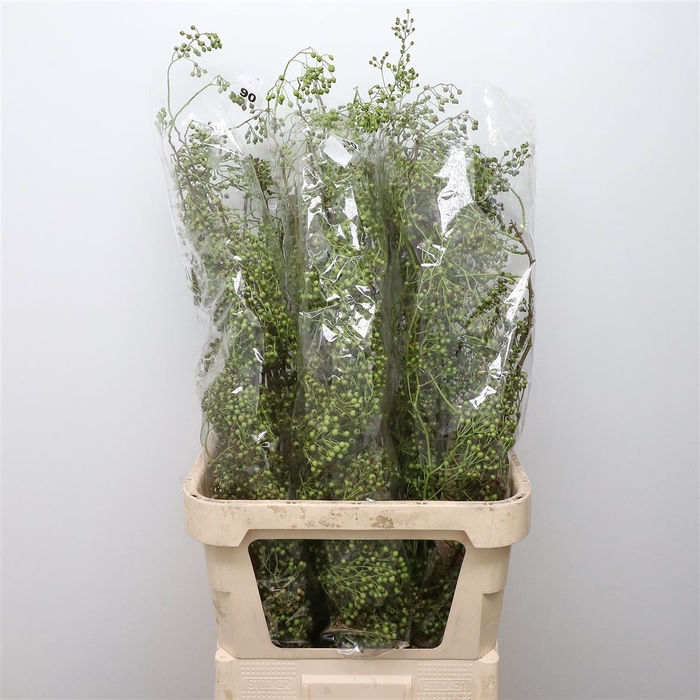 <h4>Rosa Corallo Green</h4>