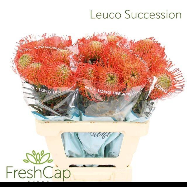<h4>LEUCO CO SUCCESSION</h4>