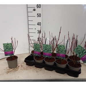 CORN ALB ELEGANTISSI