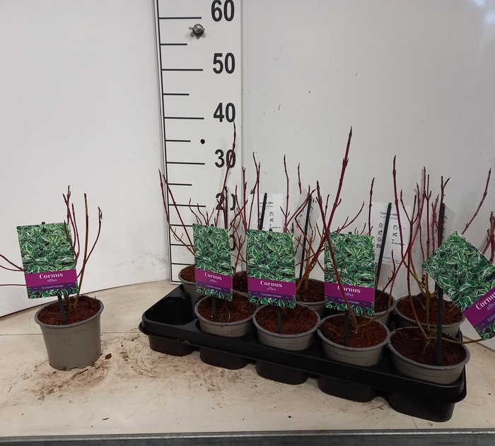 <h4>CORN ALB ELEGANTISSI</h4>