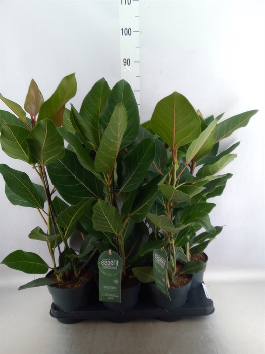 Ficus benghalensis 'Joy'